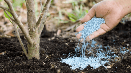 Підживи дерева в листопаді — і забудь про хвороби навесні - 285x160