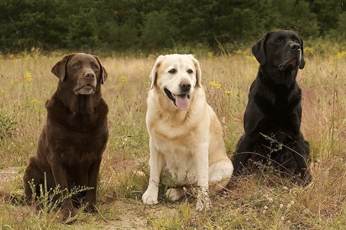 Три собаки породы Лабрадор