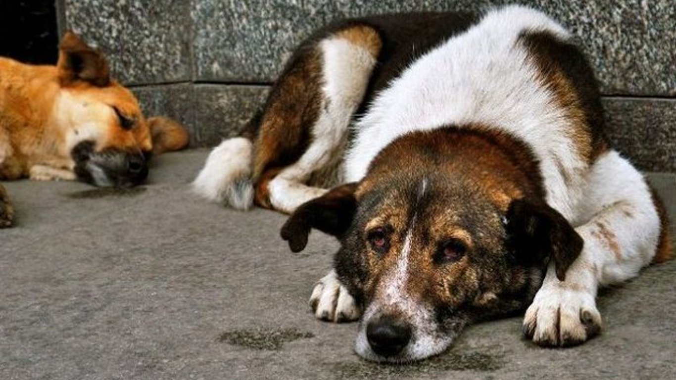 В Одесской области стали больше стерилизовать бродячих собак: сколько еще животных отловят