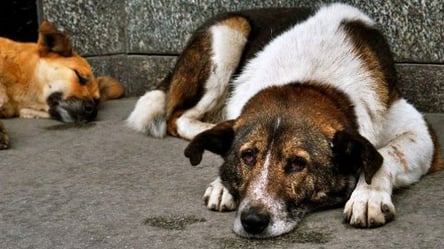 На Одещині стали більше стерилізувати бродячих собак: скільки ще тварин відловлять - 285x160