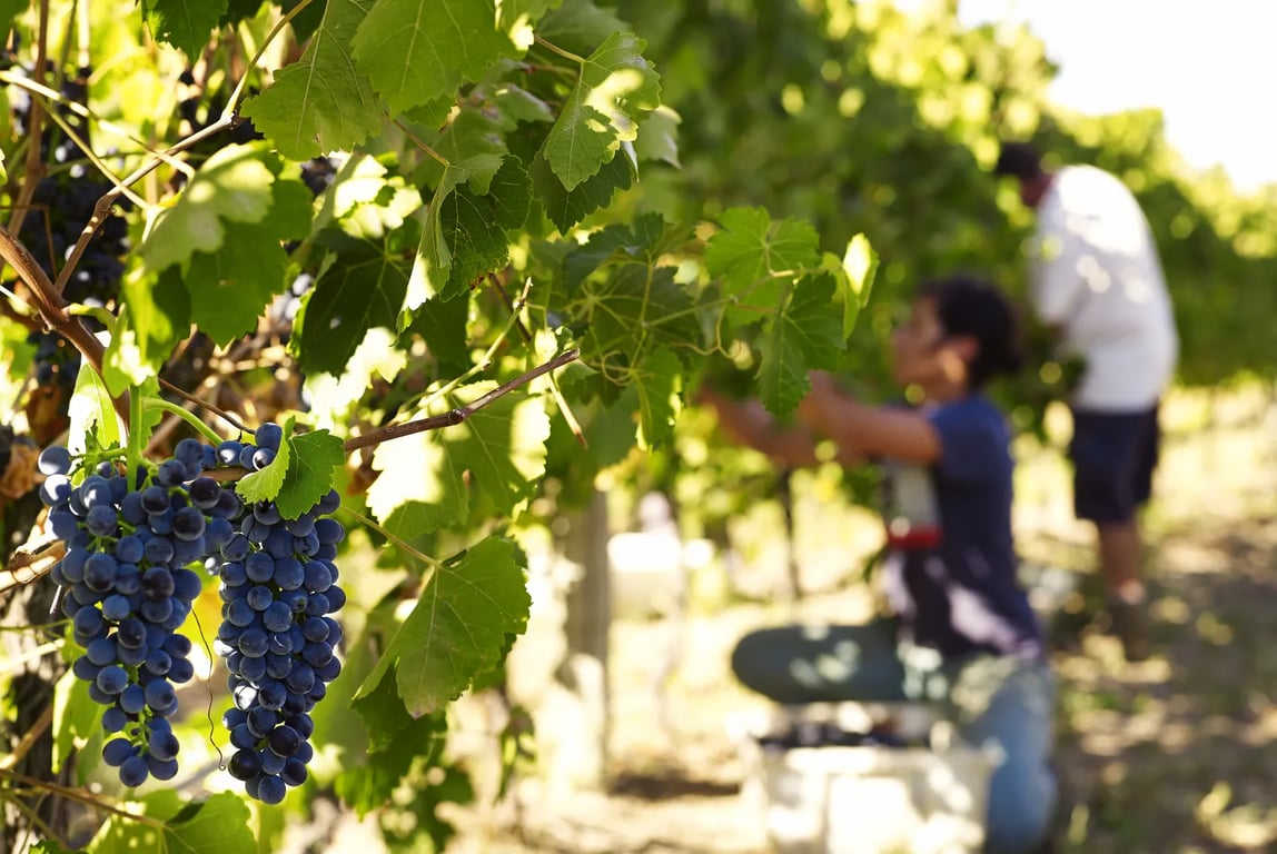 Чем подкормить виноград в сентябре – суперудобрение.