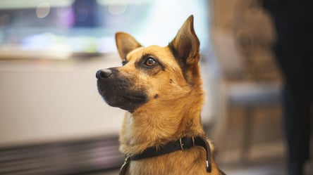 Власникам собак загрожують штрафи чи арешт — за що покарають - 285x160