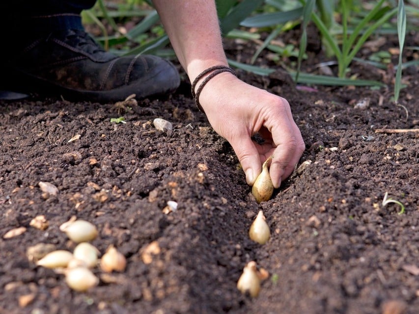 Як садити цибулю восени — три головні секрети городників
