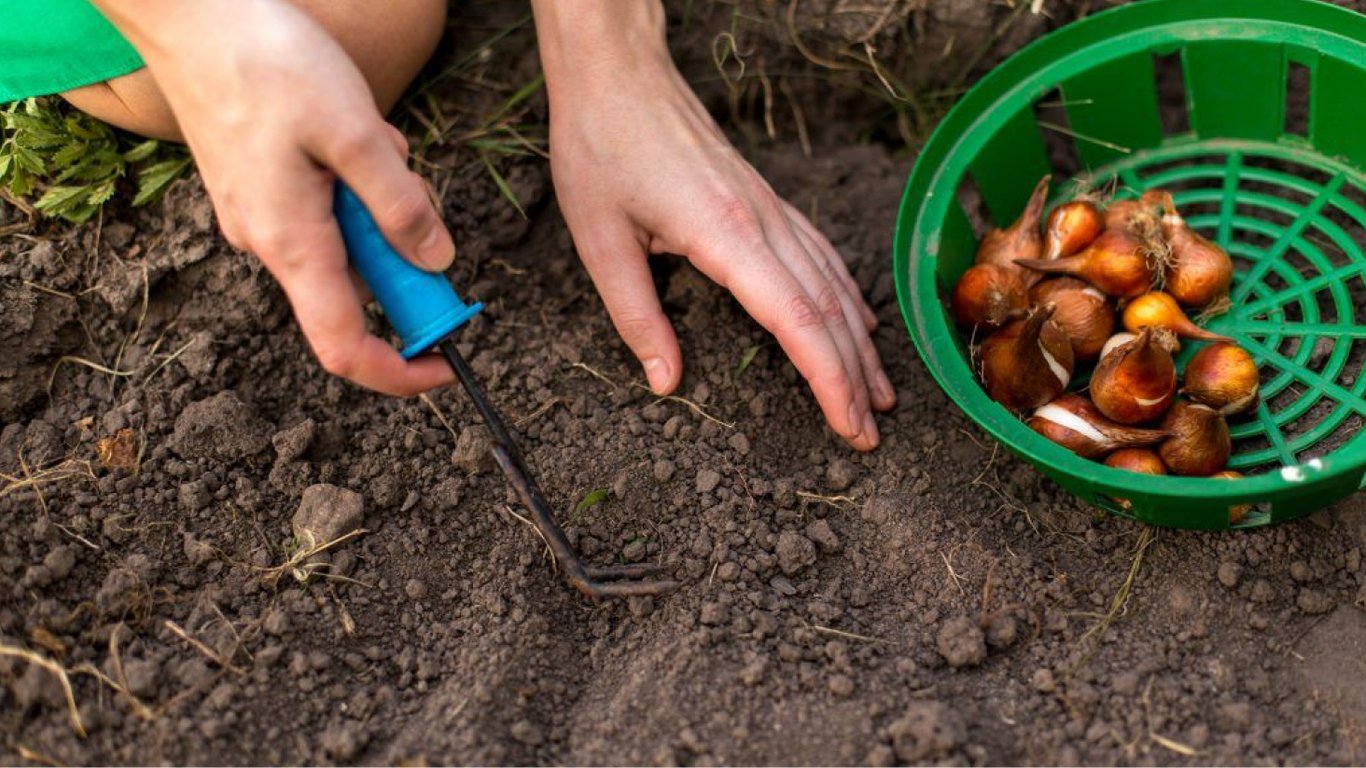 Рослини, які можна посадити у листопаді