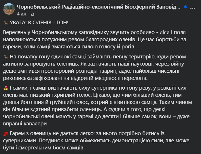 У Чорнобилі олені стали загрозою для водіїв — яка причина - фото 1
