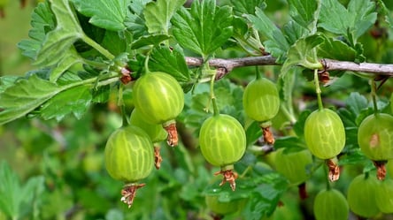 Ошибки, из-за которых смородина и крыжовник не дают урожая - 285x160