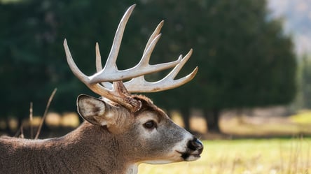 Дикий олень попал в беду в Чернобыльском заповеднике - 285x160