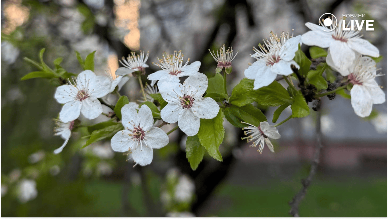 Урожай-2026 на Одещині: перші прогнози після холодної зими - фото 2