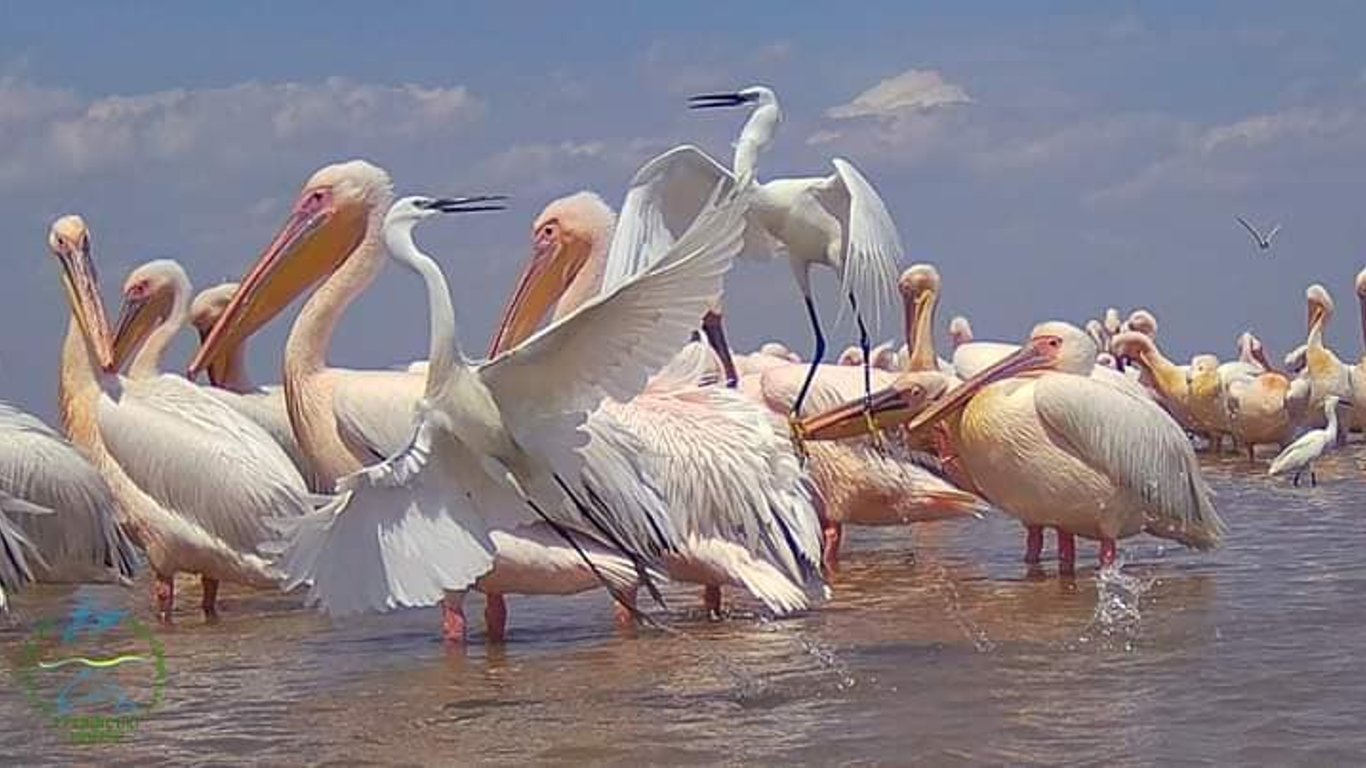 На Одещині оселилися понад тисяча рожевих фламінго та пеліканів