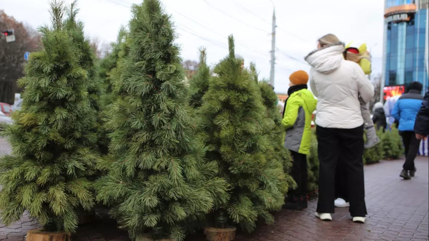 Ціни на живі ялинки в Україні – де купити офіційно по областях