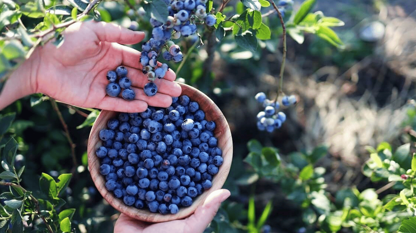 Свіжозібрана лохина у дерев’яній мисці прямо з куща.