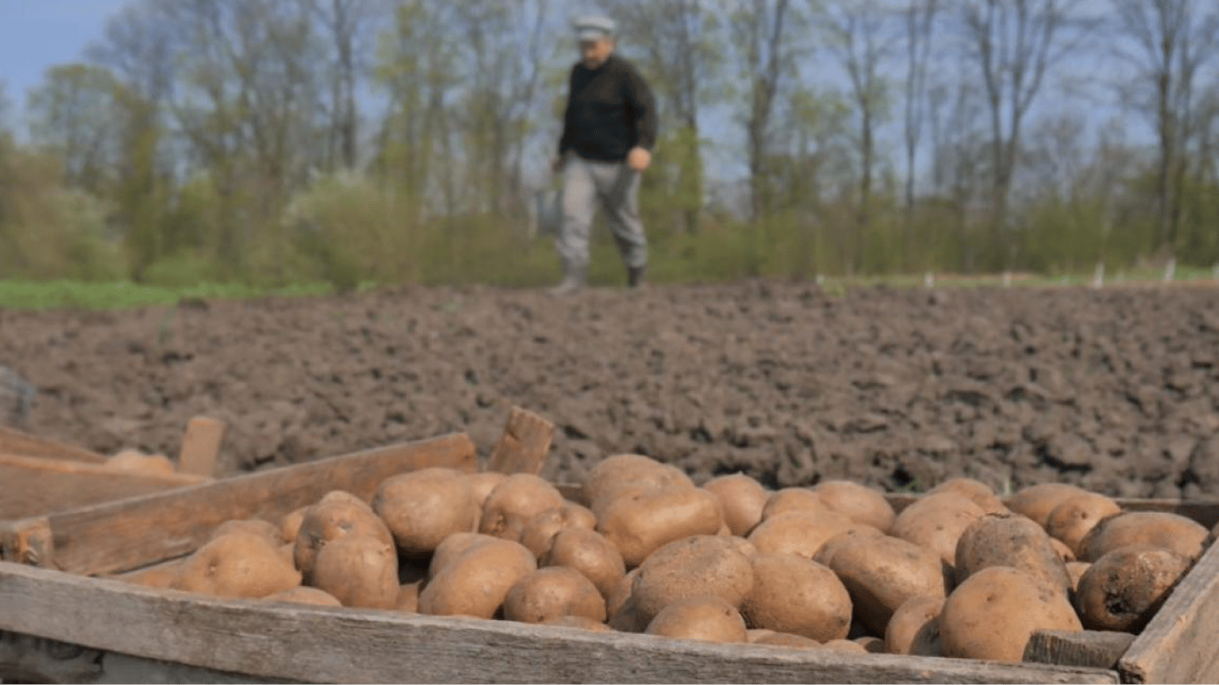 Когда сажать картошку — благоприятные дни в апреле 2023 года