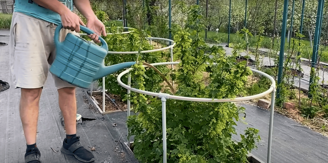 Подкормка смородины