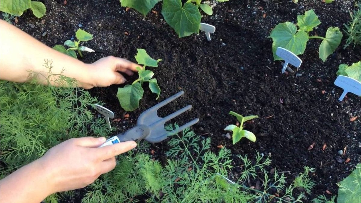 Посадка огурцов