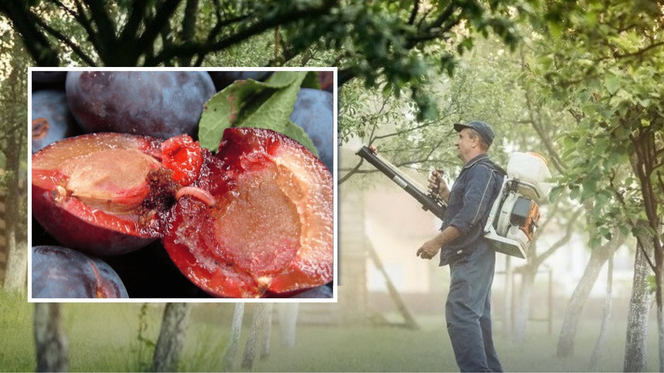 Как обработать сливы весной, чтобы спасти урожай от червей: простая схема