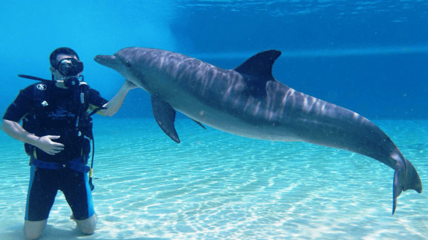 Британская разведка объяснила роль боевых дельфинов  в Севастополе