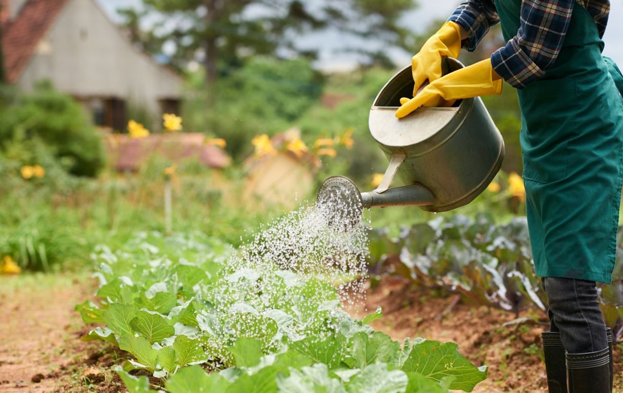Плюси й мінуси використання сечі на городі