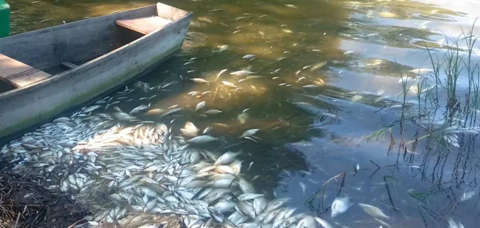 мор рыбы в реке Сейм