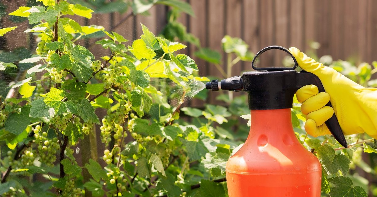 Опрыскивание смородиновых кустов на огороде