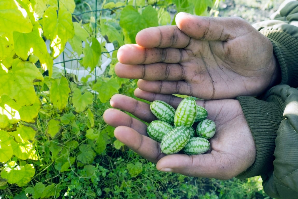 Як їсти мелотрію, де використовувати
