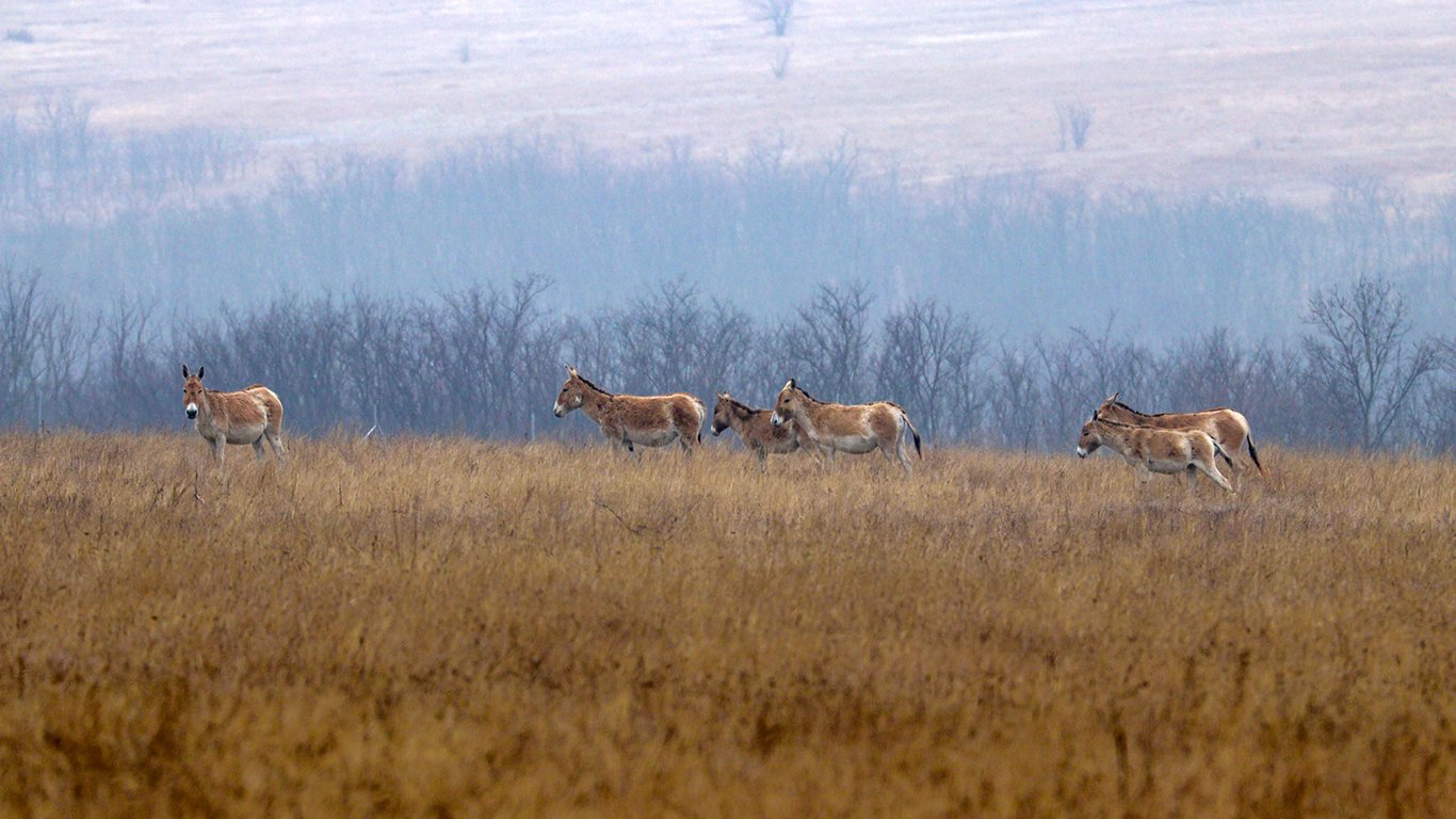 В степи Одещини повертаються дикі тварини — хто саме