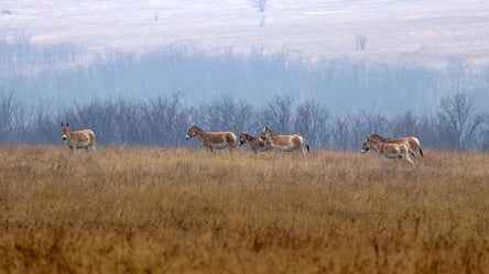 В степи Одещини повертаються дикі тварини — хто саме - 285x160