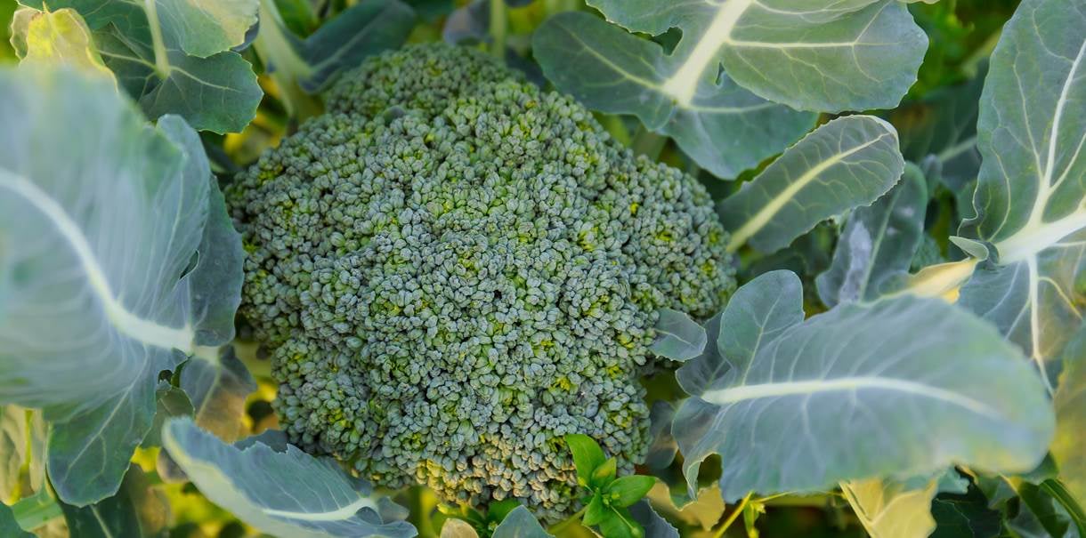 Брокколи
