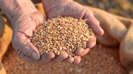 Россия вывозит из Украины награбленное зерно: какие пути для этого использует - 285x160