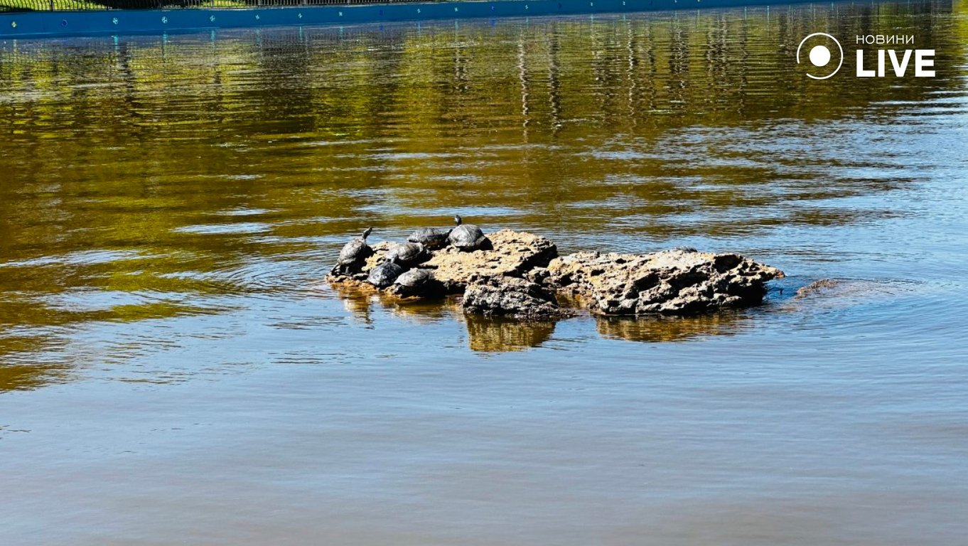 Забруднення ставка в Одесі