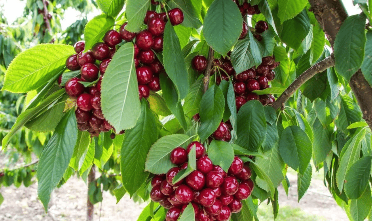 Вишневое дерево с большим количеством ягод