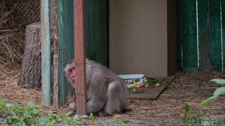 Як зимуватимуть тварини в Одеському зоопарку — що вже зробили - 290x166