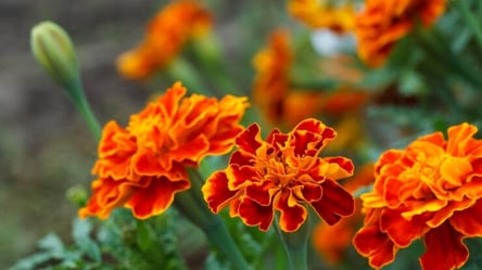Зачем сажать бархатцы под зиму — секреты огородников - 285x160