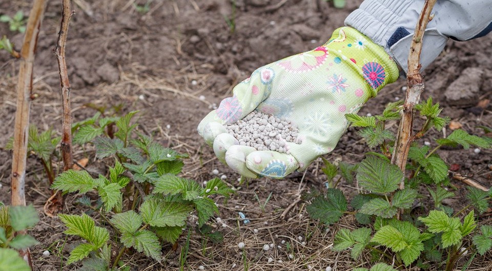 Подкормка малины на огороде