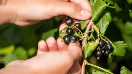 Осенняя посадка смородины — что надо знать для большого урожая - 285x160