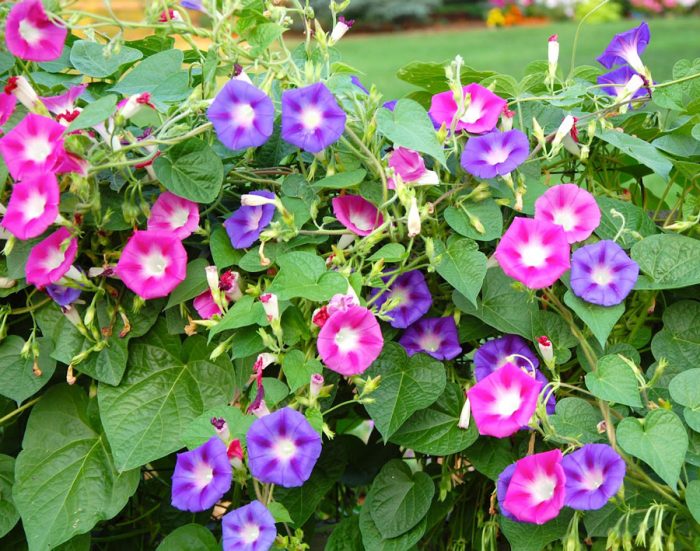 Ипомея плющевидная