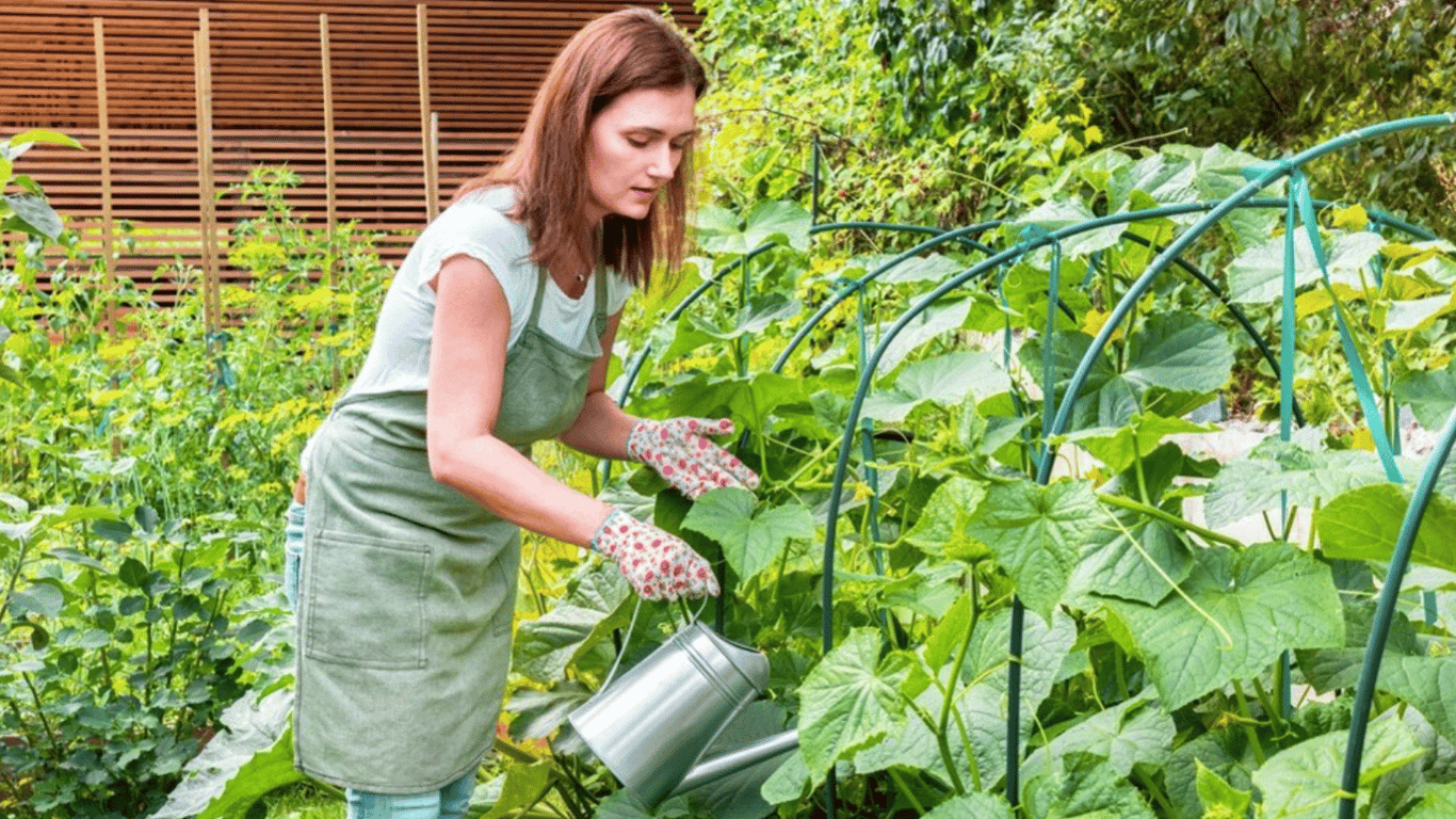 На якій відстані садити огірки на городі — поради для дачників