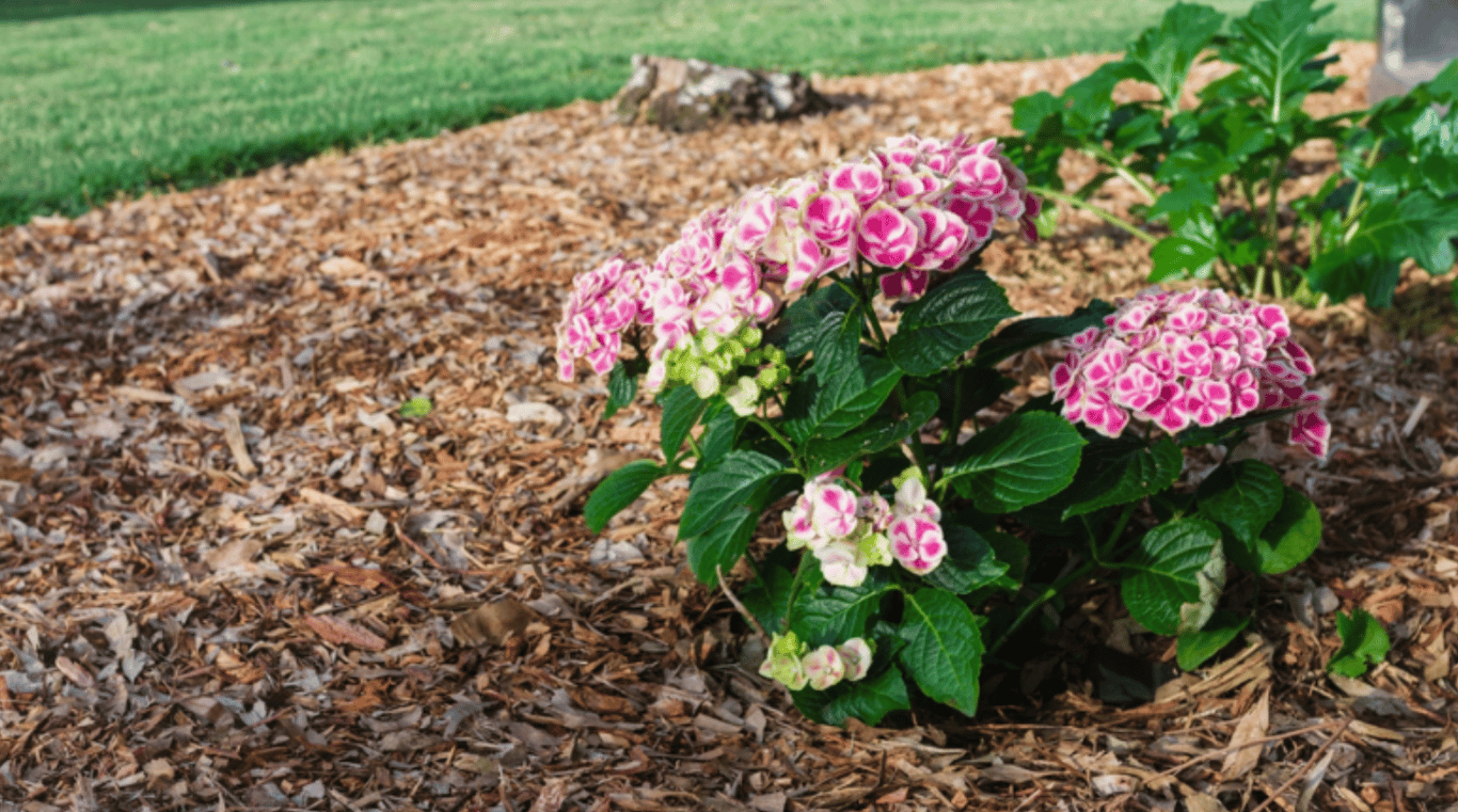 Мульчирование гортензий