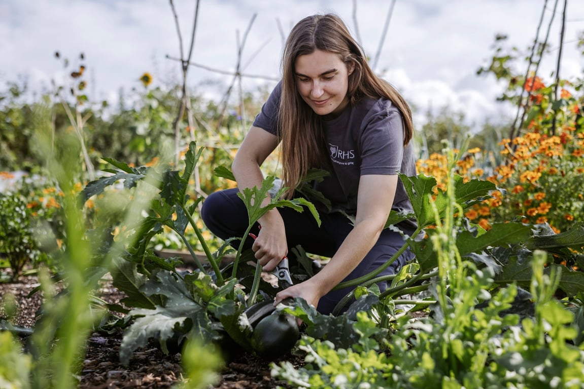 Що можна посадити на городі початківцю — кабачки
