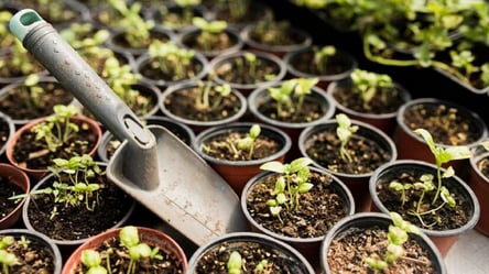 Плівка шкодить розсаді — як отримати більше сходів - 285x160