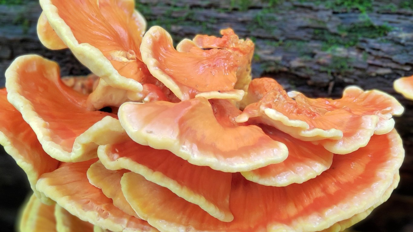 Детальний крупний план гриба.