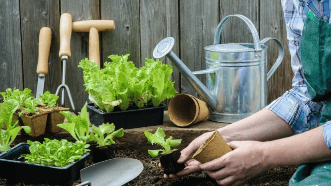 Какую емкость выбрать для рассады — самые лучшие варианты для садоводов
