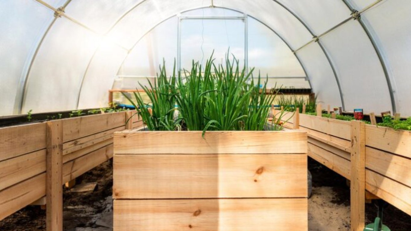 Зелень у зимовій теплиці.