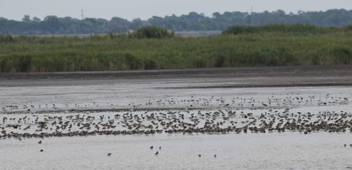 Щорічний облік птахів у нацпарку на Одещині — які результати - фото 1