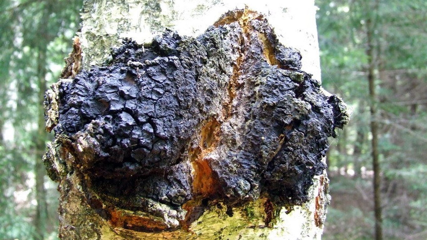 Один продукт, який очистить вигрібну яму