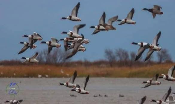 На Одещині рідкісні качки шукають пару — що їм загрожує - фото 3