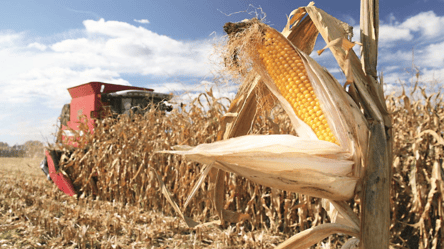 Ціни на зерно в Україні — скільки коштує кукурудза у січні 2024 року - 285x160