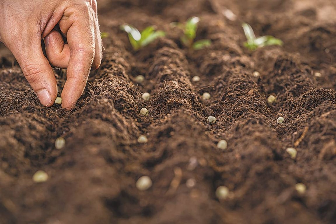 Що краще посіяти на городі після картоплі у жовтні