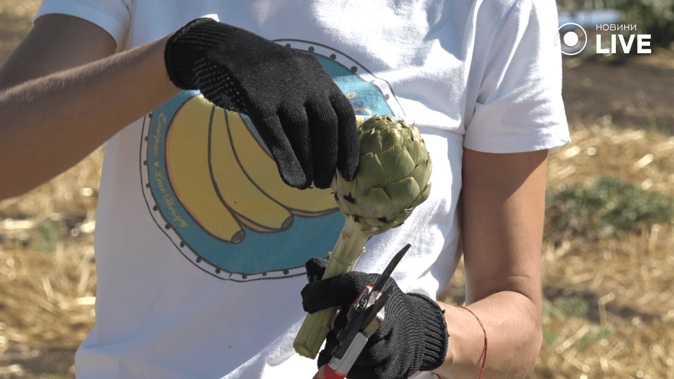 Директорка чистить артишок