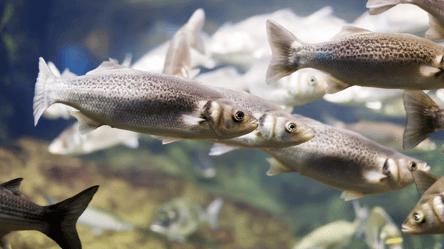 Ставки на лиман — на Одещині хочуть вирощувати рибу - 285x160