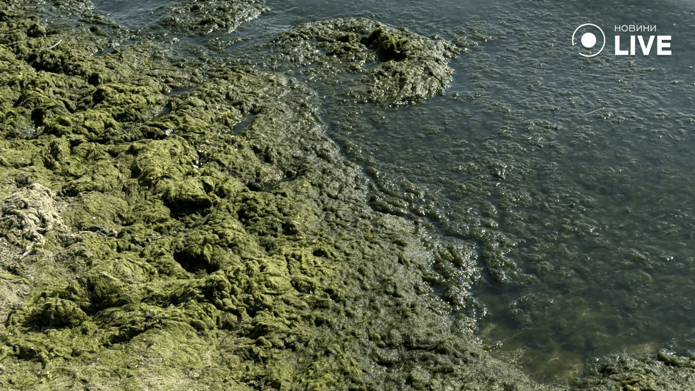 Водорослі на пляжі Одеси